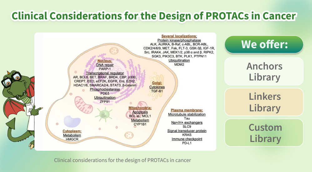 Chemspace | Week end Article | Clinical considerations for the design of PROTACs in cancer